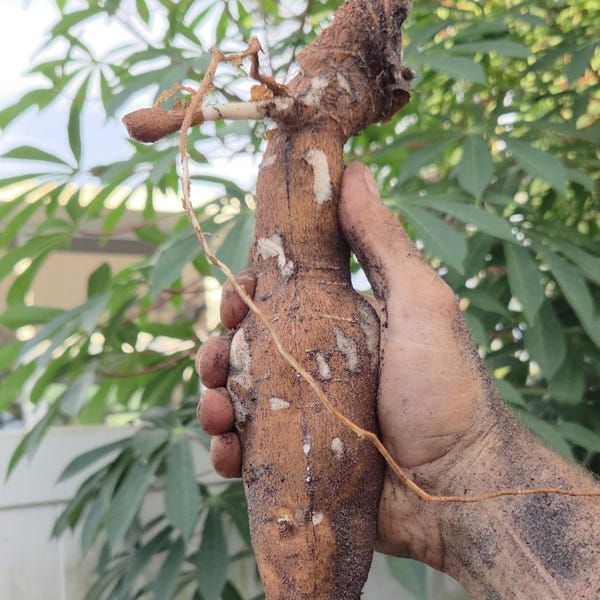 8x świeżych sadzonek juki – sadzonki z korzeni manioku, uprawiane na Florydzie, w małym ogrodzie rodzinnym