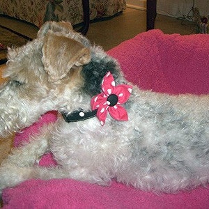 Puede incluir: Un perro terrier de pelo duro con pelaje negro, canela y blanco que lleva un collar negro con lunares blancos y un accesorio de flor de tela rosa brillante con lunares blancos y un bot&oacute;n negro s&oacute;lido en el centro.