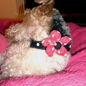 Puede incluir: Un collar de perro negro con un patr&oacute;n de lunares blancos y una flor de tela rosa grande y desmontable con lunares blancos y un bot&oacute;n central negro, usado alrededor del cuello de un perro terrier de pelo duro con pelaje beige y negro.