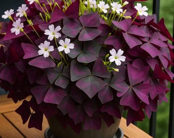 Bulbos de trébol morado Oxalis Triangularis, 12 unidades
