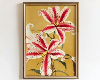 Lily Print | Vintage Japanese Botanical Poster | Ogawa Kazumasa Floral Wall Art | Meiji Era Print | Japonisme Decor | Pink Speckled Lilies
