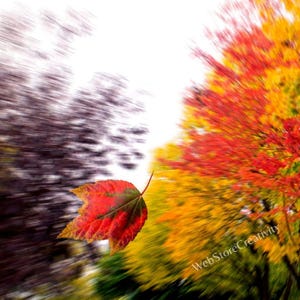 Può includere: Una vivace scena autunnale con una foglia rossa, gialla e verde a mezz'aria contro uno sfondo sfocato di fogliame autunnale. L'immagine cattura l'essenza della stagione con i suoi colori caldi e la sua composizione dinamica. Il testo "WebStoreCreativity" è visibile in basso a destra.