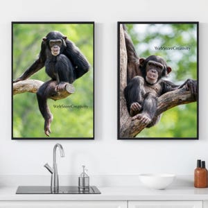 Può includere: Due stampe incorniciate raffiguranti scimpanzé in un ambiente naturale. Una mostra uno scimpanzé seduto su un ramo, l'altra mostra uno scimpanzé appeso a un ramo d'albero. Il testo "WebStoreCreativity" è visibile su entrambe le stampe.