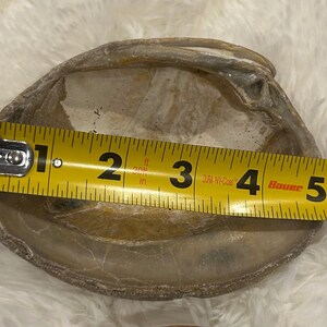 Op de afbeelding: Een natuurlijke, beige zeeschelp met een gele meetlint eroverheen. De schelp meet ongeveer 13 cm breed. De schelp heeft een textuur en een lichtgekleurd interieur.