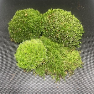 May include: A collection of three distinct clusters of live green moss. Two of the clusters are rounded and dense with a deep forest green hue, while the third cluster is a lighter, vibrant lime green with a finer, needle-like texture.
