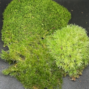 May include: A collection of three distinct moss clusters featuring varied textures and shades of green. One cluster is a dense, dark forest green, another is a vibrant medium green, and the third is a lighter, pale lime green with star-like foliage.