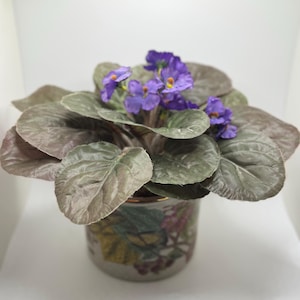 Può includere: Una pianta di violetta africana in vaso con fiori viola e grandi foglie verdi e grigie strutturate. La pianta è in un vaso di ceramica decorativo con un motivo floreale.