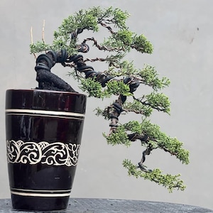 Itoigawa Juniper - Etsy