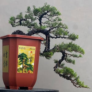 May include: A bonsai tree with green foliage and a twisted trunk, planted in a reddish-brown hexagonal pot. The pot has a decorative label with Chinese characters and a landscape scene. The tree's branches are carefully shaped.