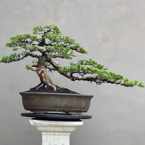 May include: A meticulously crafted bonsai tree with vibrant green foliage and a gnarled, brown trunk. The tree is planted in a brown rectangular pot, resting on a black circular base atop a white pedestal. The background is a solid gray.