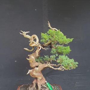 Bonsái Juniperus Chinensis Tamaño Pequeño Madera Muerta Original