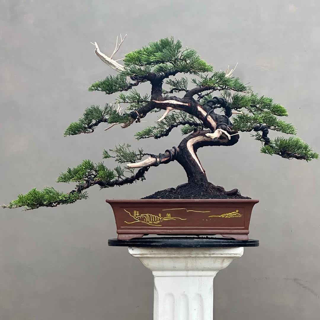 Living Tree Bonsai Juniperus Chinensis Size Medium Jin Original - Etsy