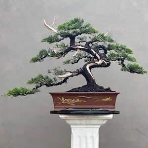 May include: A meticulously crafted bonsai tree with vibrant green foliage and a dark, textured trunk. The tree is planted in a rectangular brown pot with gold accents, and it sits atop a white pedestal. The bonsai's branches extend gracefully, creating a balanced and artistic composition.