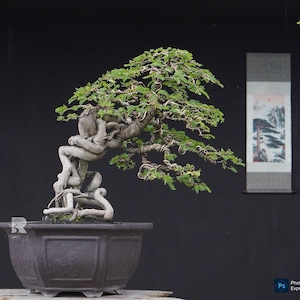Tamarind Bonsai Tree - Etsy