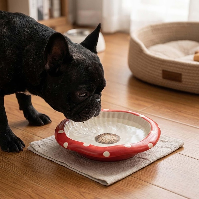 May include: A black French Bulldog drinking water from a round, shallow ceramic bowl. The bowl features a red exterior with white polka dots and a fluted rim, resembling a mushroom cap, with a brown circular pattern at the center base.
