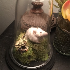 Natural Taxidermied Mouse Mount in Glass Dome with Moss