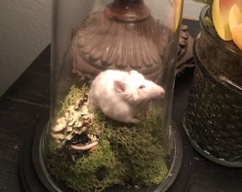 Natural Taxidermied Mouse Mount in Glass Dome with Moss