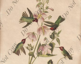 Anna's Hummingbirds Vintage Digital Print