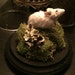 see more listings in the Tantalizing Taxidermy section