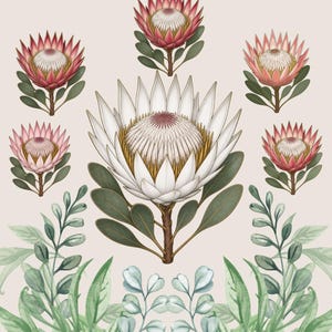 May include: A digital collection titled King Protea Bundle 7 High-Resolution Floral Variations featuring one large white King Protea, four smaller pink King Protea flowers, and various green foliage elements, with a label stating Transparent PNGs Commercial Use.