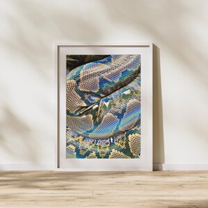 Könnte beinhalten: Gerahmter Druck mit einer Nahaufnahme der Haut einer Schlange. Die Schuppen der Schlange zeigen eine Mischung aus Braun-, Blau- und Gelbtönen. Das Kunstwerk wird in einem weißen Rahmen präsentiert und verleiht dem Bild eine klare Ästhetik.