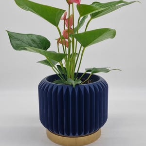 Peut inclure: Plante d'anthurium dans un pot bleu marine à côtes avec une base dorée. La plante a de grandes feuilles vertes et des fleurs roses. Le pot mesure environ 20 cm de diamètre et 18 cm de hauteur.