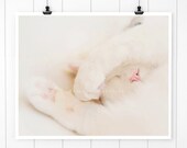 White Cat Photo, Sleeping cat print Cat Nose Photo, Kitten Print, White Cat Print, cute kitten, kitty, wall art, cat art, nursery decor