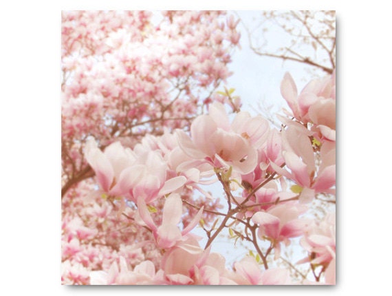 Pale Pink Magnolia Photo Pastel Flower Photo fine art ...