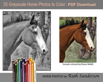 25 Grayscale Horse Photos to Color by Ruth Sanderson: Instant PDF Download