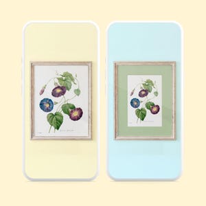 May include: Two digital displays showing a botanical illustration of morning glory flowers in a wooden frame. The artwork features purple and blue blossoms with green leaves on a white background. One display has a pale yellow border, the other a light blue border with a green mat.