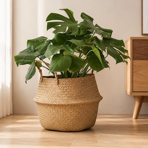 May include: A large, vibrant green Monstera plant with broad, split leaves potted inside a round, tan-colored woven seagrass basket. The basket features a tapered middle section and two sturdy, integrated handles on the upper rim for carrying.