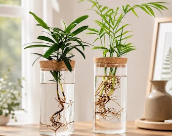 Glazen plantenvaas voor hydrocultuur, kweekstation voor op het bureau, moderne vaas voor stekjes, minimalistische woondecoratie, cadeau voor een housewarming