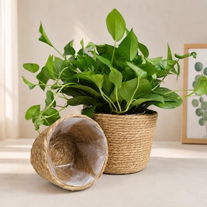 May include: Two round woven seagrass plant baskets with a natural tan colour. One basket is upright and contains a lush green pothos plant with heart-shaped leaves, while the other basket is tilted forward, revealing a clear plastic liner inside.