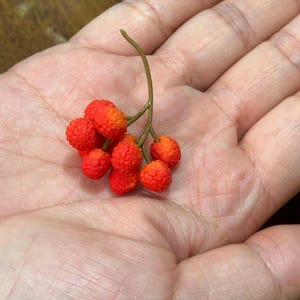 May include: A small cluster of bright red berries with orange highlights, held in a person's open palm. The berries are round and textured, attached to a thin, green stem. The background is a blurred wooden surface.