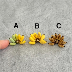 Op de afbeelding: Drie miniatuur bananentrossen gelabeld A, B en C. Tros A is groen en geel, tros B is felgeel en tros C is bruin en gevlekt. De bananen zijn klein, met een vinger getoond voor schaal naast tros A.