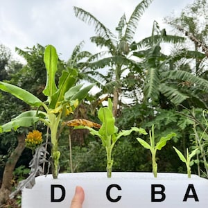 Könnte beinhalten: Vier kleine Bananenpflanzen, beschriftet mit A, B, C und D, angeordnet in aufsteigender Größe auf einem weißen Schaumstoffblock. Pflanze D ist die größte mit einer gelben Blüte, während Pflanze A die kleinste ist. Die Pflanzen haben grüne Blätter.