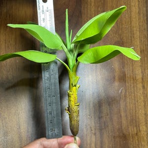Könnte beinhalten: Eine kleine künstliche Bananenpflanze mit hellgrünen Blättern und einem gelbbraunen Stiel. Die Pflanze ist etwa 15 cm hoch. Die Blätter haben eine realistische Textur und Form, und der Stiel hat ein detailliertes, natürliches Aussehen.
