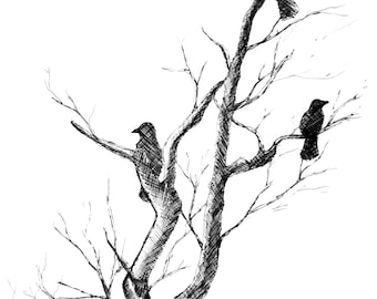 Black crows on a dry tree branch