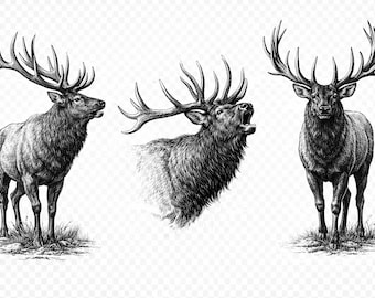 Bull Elk Illustration, Wildlife Art Print, Cabin Decor (Digital Download) PNG SVG JPG