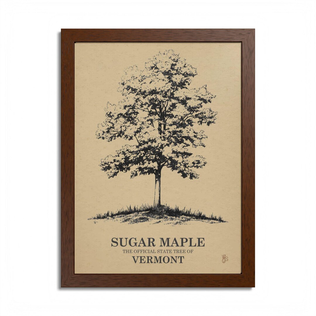 Sugar Maple Vermont State Tree Art Print Vintage Botanical Poster