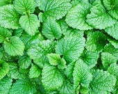 LEMON BALM Medicinal Herb Mosquito Repellent Hardy Fragrant Perennial Seeds Grown to Organic Standards