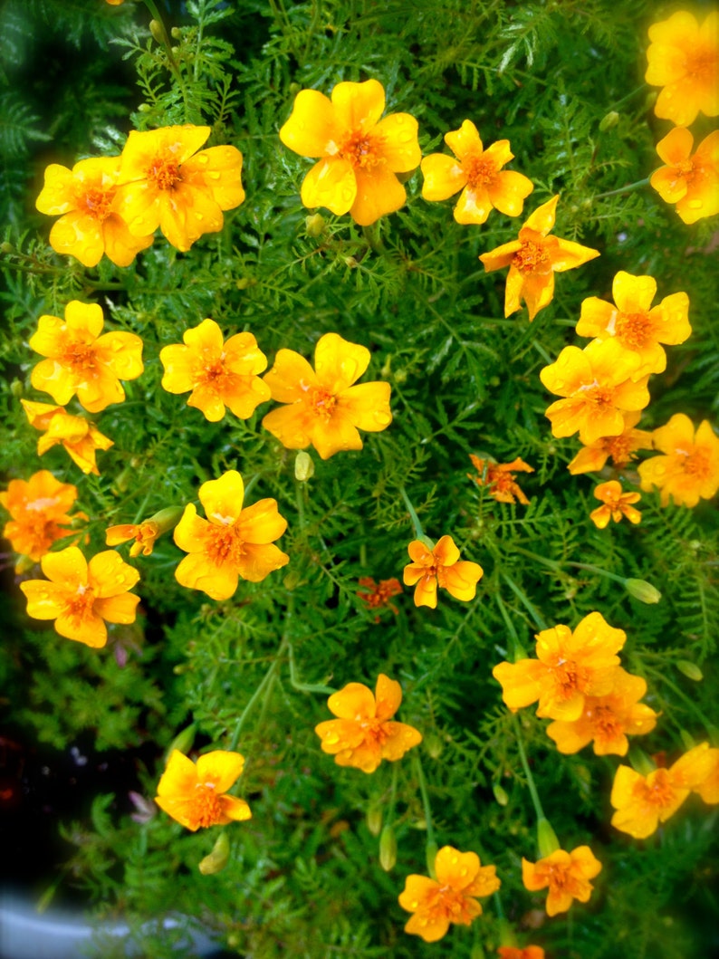 Edible Marigold Heirloom Tangerine Gem Flower Seeds Etsy