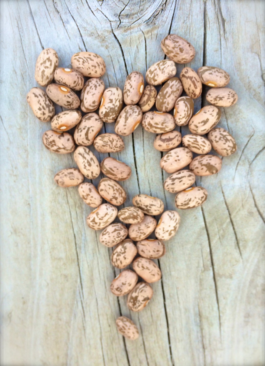 Pinto Bean Organic Seeds Rare Mexican Heirloom Dry Beans Etsy