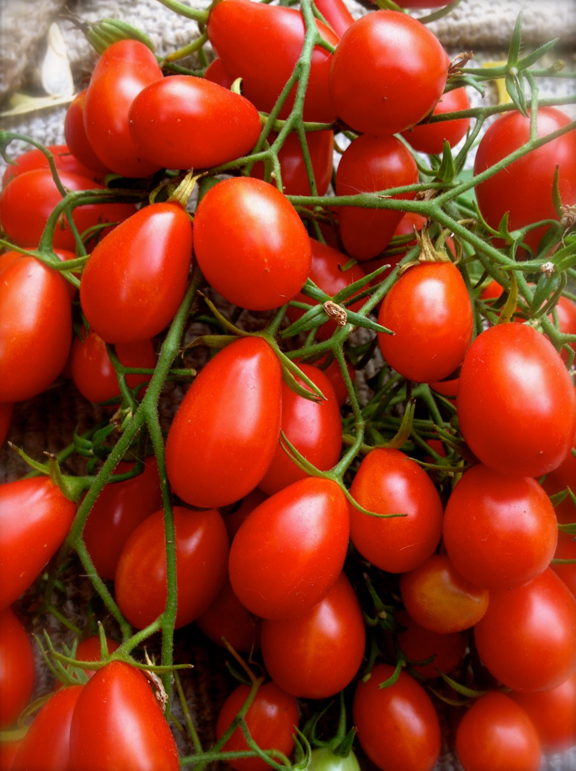 Red Grape Riesenstraube Heirloom Tomato Rare Seeds Grown To Etsy