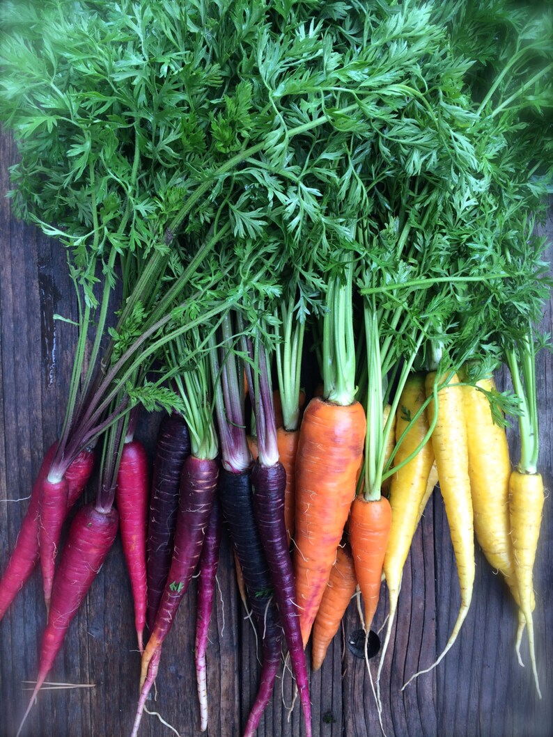 Rainbow Carrot Heirloom Seeds Exclusive Custom Mix Grown to Etsy