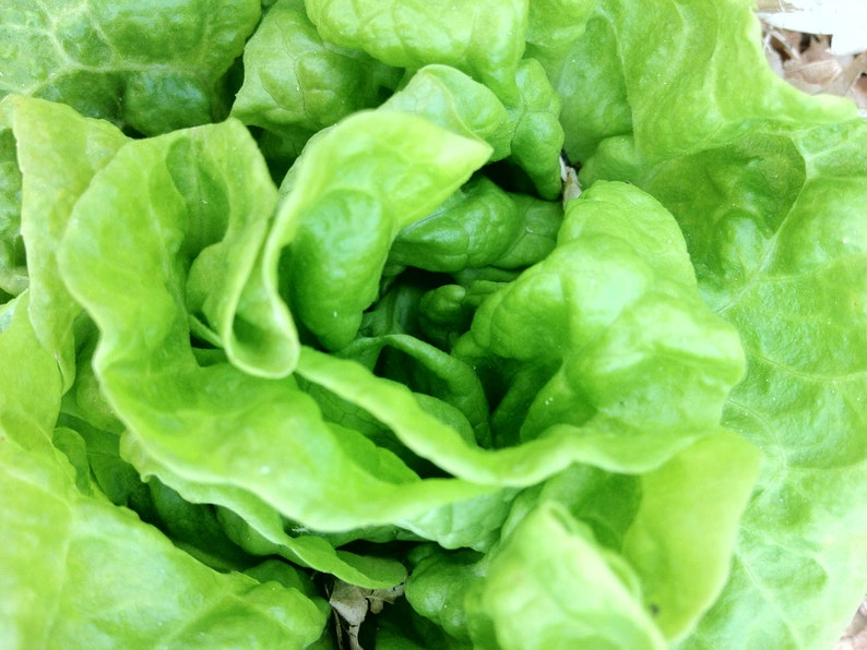 50 SEEDS * EZ TO GROW TOM THUMB LEAF LETTUCE