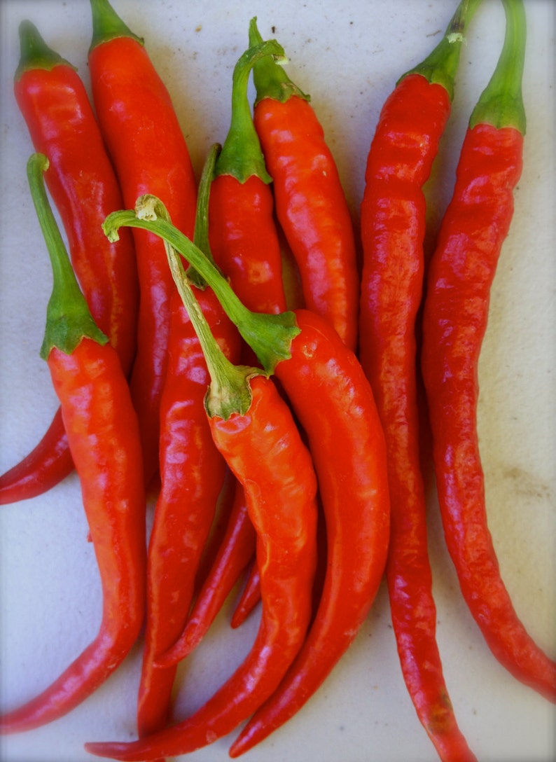 SALE Cayenne Pepper Heirloom Seeds Medicinal Qualities Grown Etsy