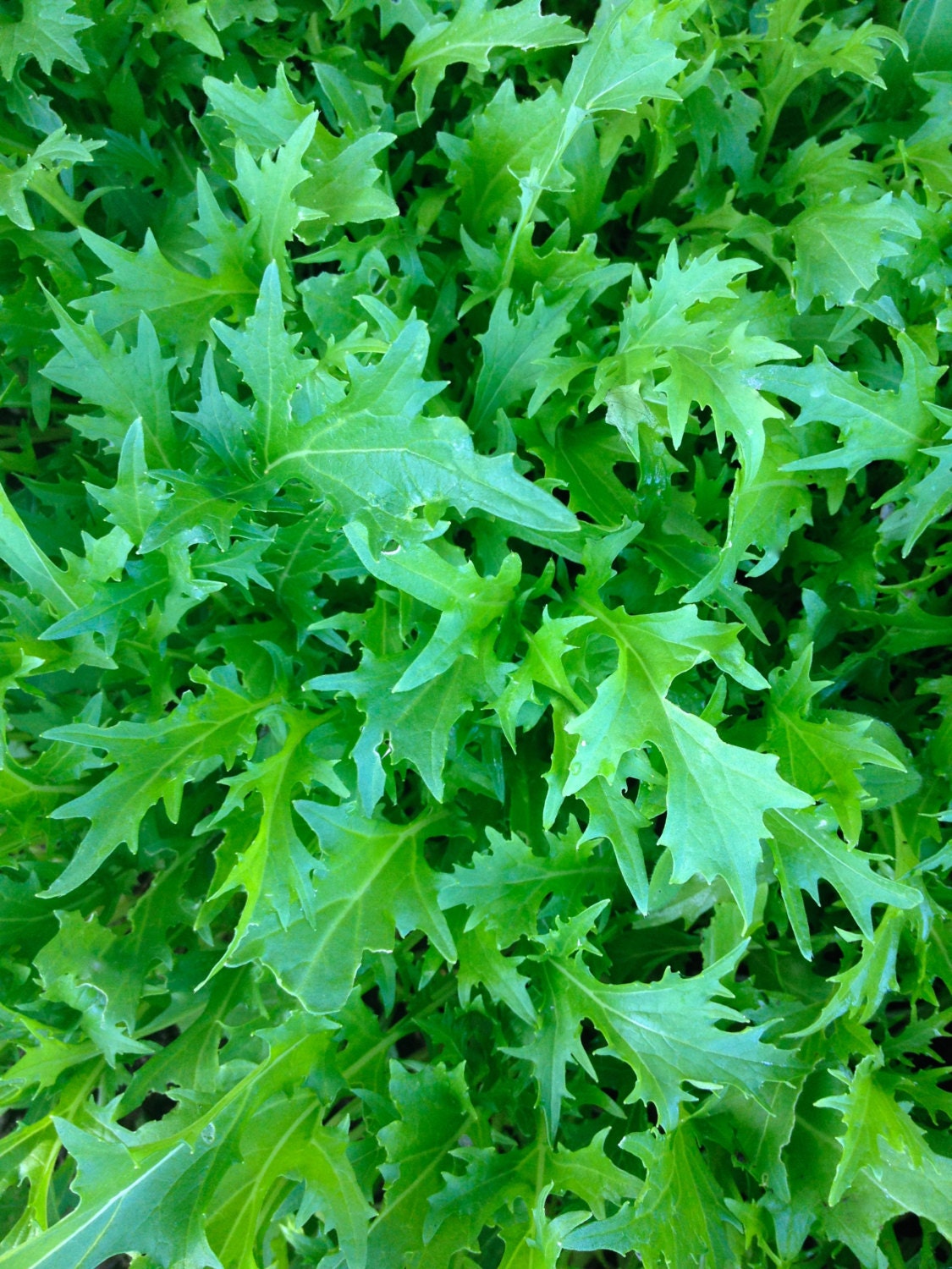 Mizuna Mustard Greens Heirloom Rare Grown to Organic Standards