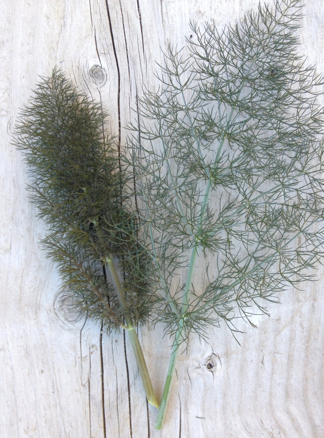 Bronze Fennel Heirloom Fragrant Sweet Anise or Licorice Etsy