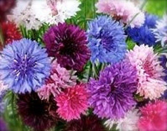 Bachelor Buttons Tall Mix Heirloom Cottage Garden Annual